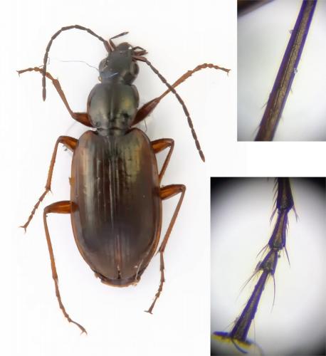 Réf. 254 818 : Agonum piceum
